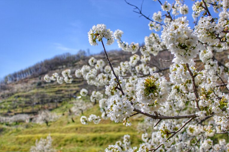 Cerezos en flor en el Valle del Jerte