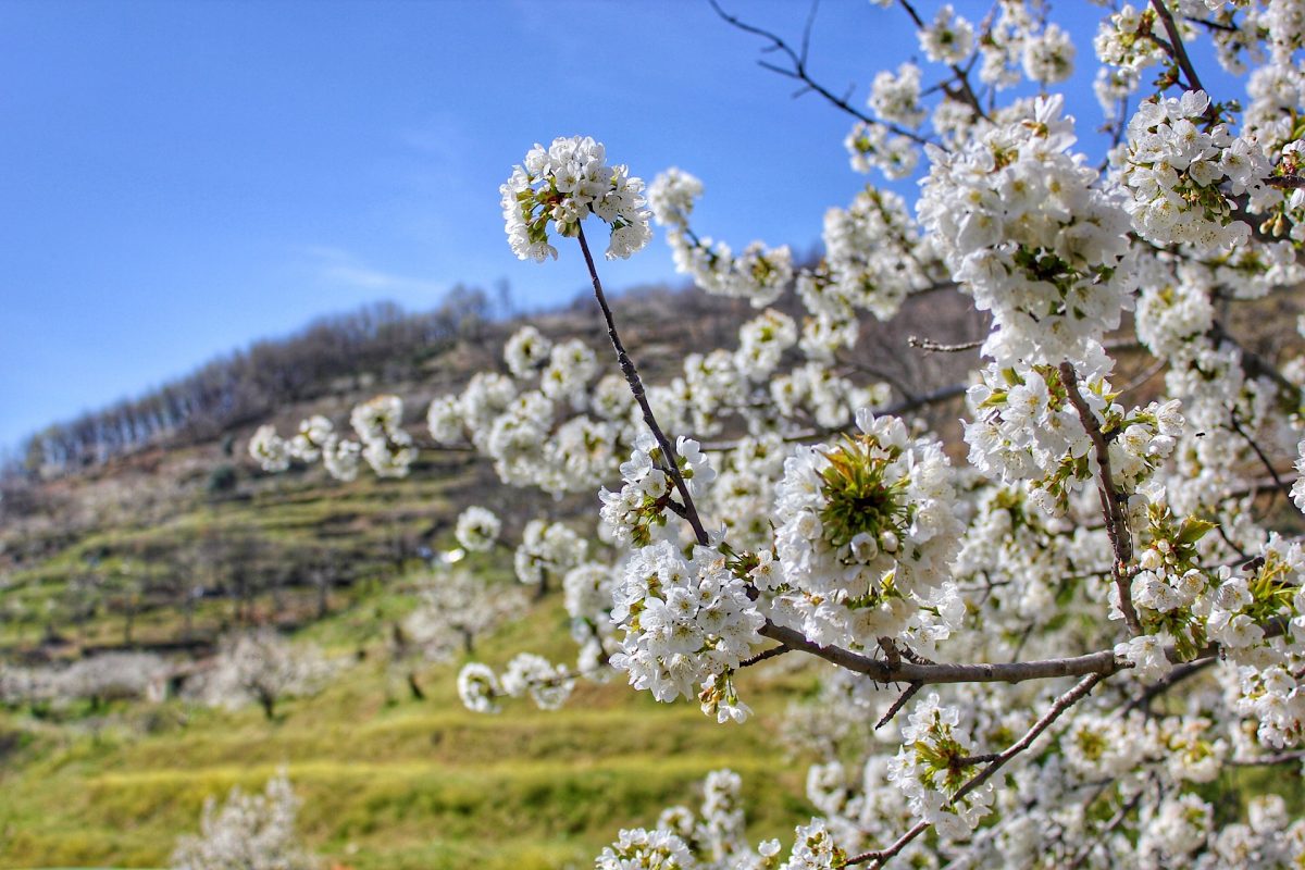 Cerezos en flor en el Valle del Jerte Diario senderista