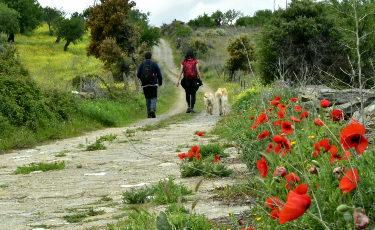 Caminantes entre amapolas con perro
