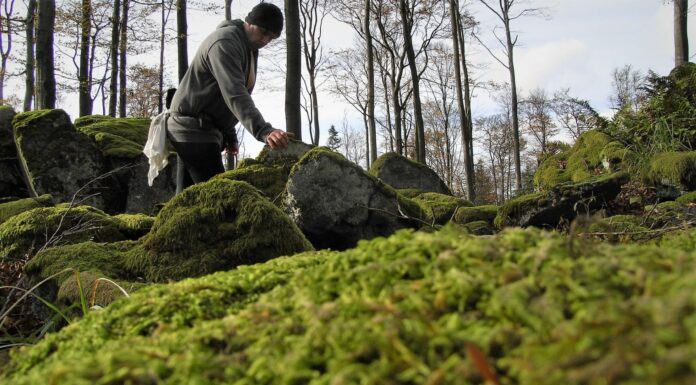 Curso de orientación básica en el monte