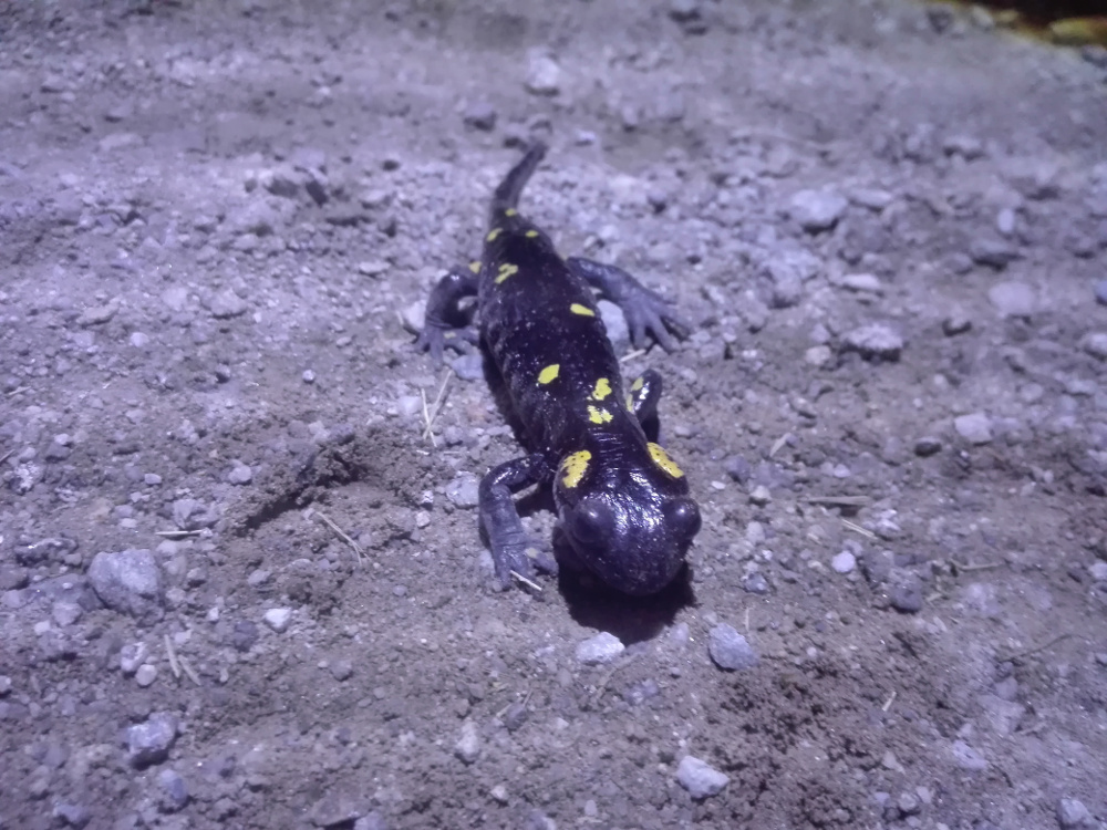 Salamandra de Gredos: Salamandra salamandra almanzoris