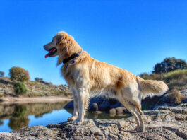 Senderismo con perros