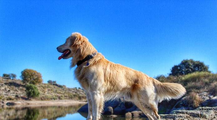 7 claves para hacer senderismo con tu perro Senderismo con perros