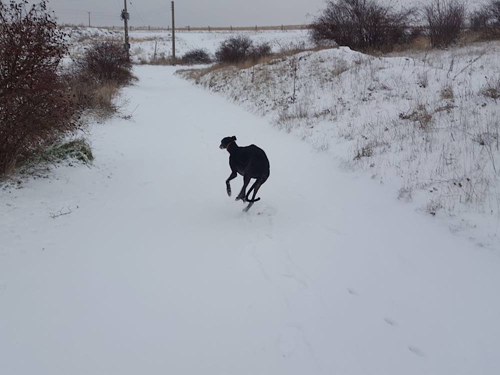 Perro corriendo sobre nieve